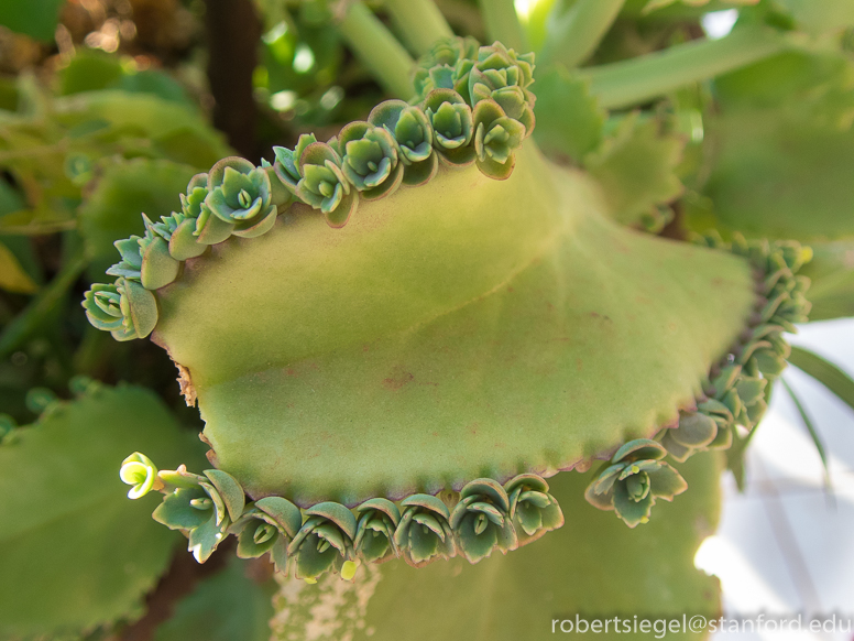 Bryophyllum daigremontianum 